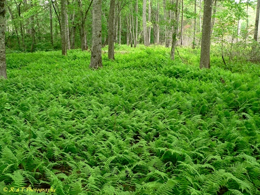 {Parathelypteris noveboracensis}